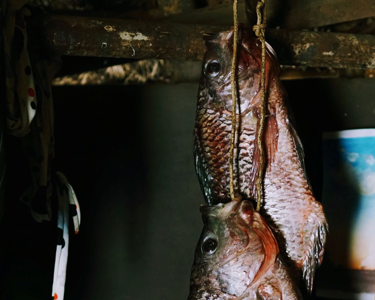 Fish hung in a farmer's house near the Achwa River, Uganda (photo by Makoto Nishi)